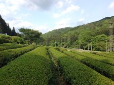 やみぞ紅茶物語 ☆ 第一章