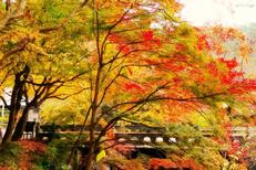 2016年11月19日(土)やみぞ紅茶物語 特別開催 薪能