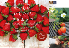 12月3日(土)おいしい いちごができるまで