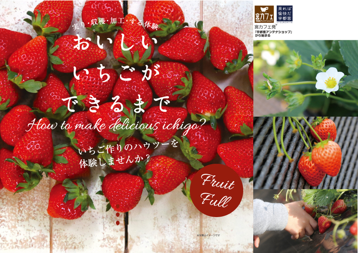 12月3日(土)おいしい いちごができるまで