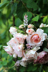 コピスガーデン 薔薇の季節です
