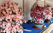 「さつき&花フェア」と「鹿沼さつき祭り」