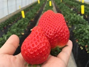 出会いの森 いちご園