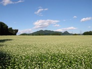 うつのみや百景 石那田のそば畑