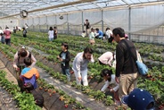 ろまんちっく村 いちご収穫