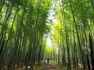 竹林の緑に癒されながら「竹あかり」を制作するよ♪ ※画像はイメージです。