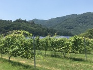 太平山南山麓に広がる『ぶどう畑』で収穫体験♪(画像はイメージ)