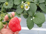 採れたての《いちご》1パックはお土産として持ち帰り&ミニパフェづくり体験でも使います♪(画像はイメージ)
